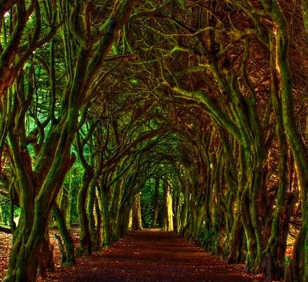 Tree Tunnel, Meath, Ireland