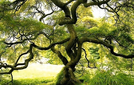 Spider Tree, Japan