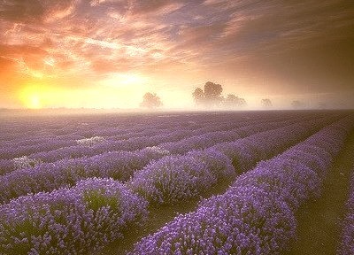 Lavender Sunrise, Somerset, England