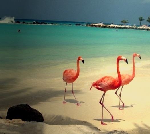 Flamingos, Aruba, The Caribbean