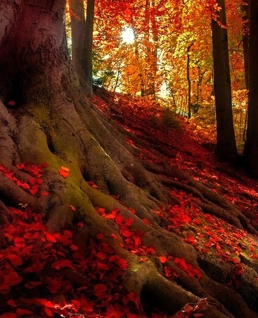 Crimson Forest, Bavarian Alps, Germany