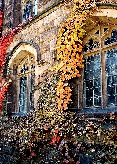 Autumn Ivy, Princeton, New Jersey