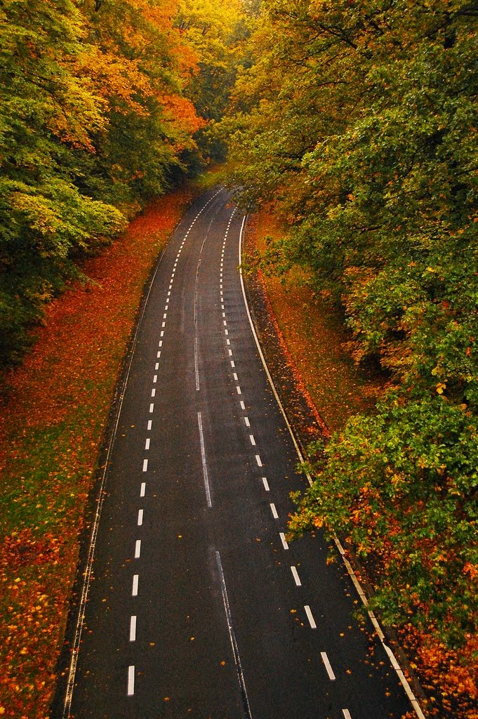 Autumn Road, Arnhem, The Netherlands