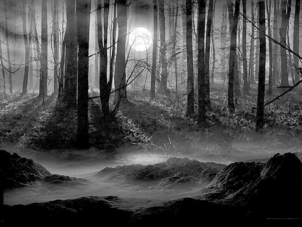 Dark and Magical Forest, Aberdeenshire, Scotland