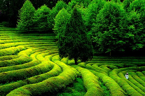 Green Tea Field, South Korea